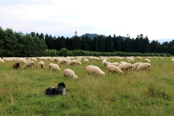 stado owiec na Polanie Majerz