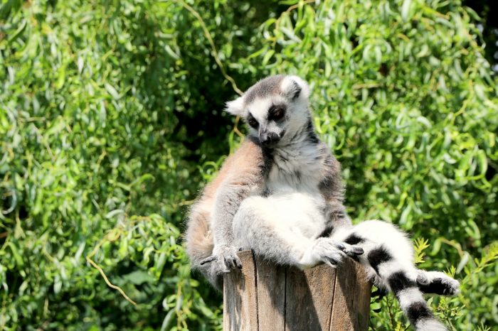 Zoo Opole - lemur