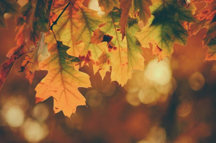 Sinusoida - moje podsumowanie jesieni
