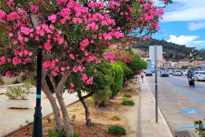 miasto Zakynthos